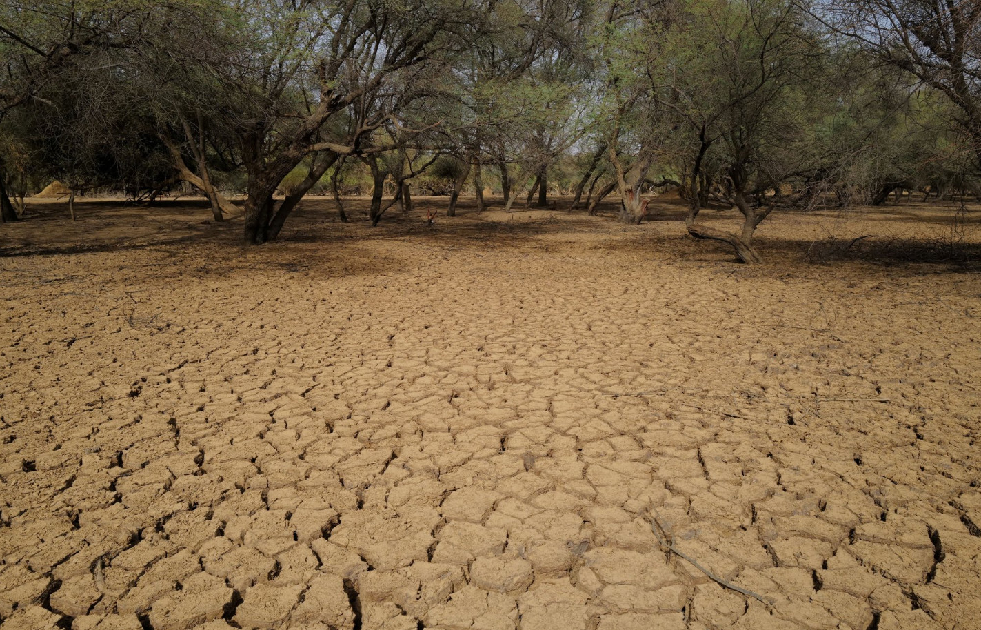 Κοινωνία - Κλιματική αλλαγή: «Ο Ιούνιος είναι μια εικόνα του μέλλοντος» – Ανησυχία επιστημόνων για την ακραία ζέστη