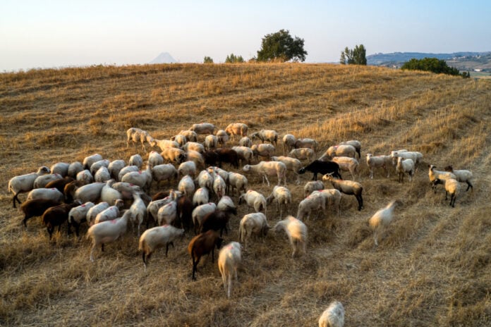 Οι επιπτώσεις στην οικονομία της Θεσσαλίας από την πανωλη αιγοπροβάτων