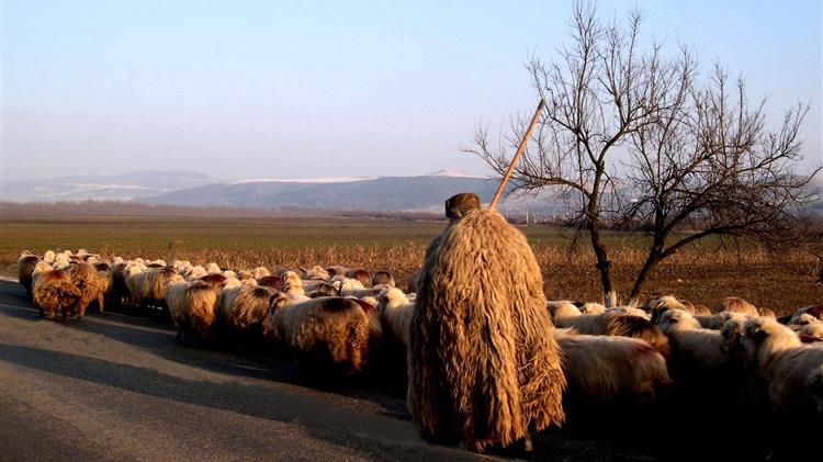 Αντιμέτωποι με κατασχέσεις πολλοί κτηνοτρόφοι