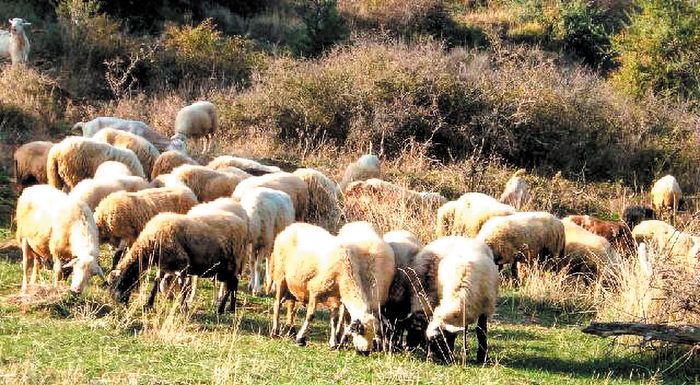 Από 7 Μαρτίου οι αιτήσεις στήριξης για τους κατόχους αυτόχθονων φυλών